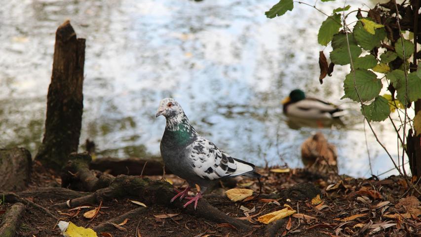 8. November: Diese Taube gab auf der Wöhrder Wiese ihr Bestes: Wie ein Profi wirft sie sich in Pose. Weitere Mittagsbilder finden Sie auf unserer Facebook-Seite und auf unserem Instagram-Channel.