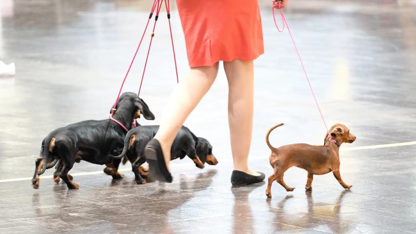 Eine Hundebesitzerin führt in Leipzig ihre kurzbeinigen Zöglinge durch die Wettbewerbshalle.