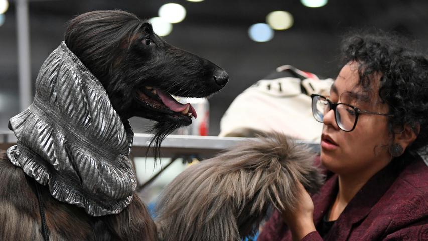 Mit der "German Winner Show" beginnt der Rassehundewettbewerb. Auch Kristy Bello Herrera bereitet ihren Afghanischen Windhund darauf vor.