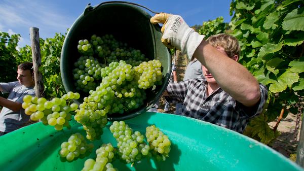 Eigentlich haben Rebstöcke tiefe Wurzeln und lieben die Sonne. Künftig könnten häufiger Sorten wie Chardonnay oder Merlot in Franken wachsen. Doch die hohen Temperaturen treiben auch den Alkoholgehalt in die Höhe. Der Frankenwein hat dadurch ordentlich Umdrehungen, mehr als 13 Prozent sind es inzwischen. Auch ein Qualitätsverlust durch die höheren Temperaturen wird befürchtet. Durch die Wärme sinkt der Säuregehalt und es wird schwierig, die für Franken so typischen spritzigen, fruchtigen Weine zu produzieren.