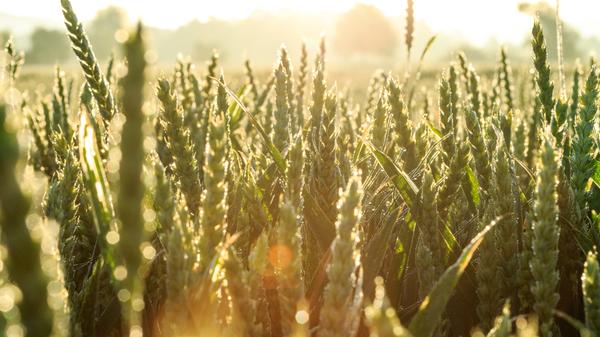 Die Vegetationsperiode dehnt sich deutlich aus, seit 1961 hat sie sich in Bayern schon um 26 Tage verlängert. Der Frühling setzt immer früher ein. Dadurch steigt auch die Gefahr von massiven Ernteausfällen durch Spätfröste, die in diesem Jahr einen Großteil der bayerischen Apfelernte vernichtet haben. Die Pflanzen werden zudem vermehrt unter Hitze- und Trockenstress leiden. Besonders empfindlich ist zum Beispiel der Winterweizen. Deshalb müssen künftig verstärkt tiefer wurzelnde, hitzeresistente Pflanzen gezüchtet werden.