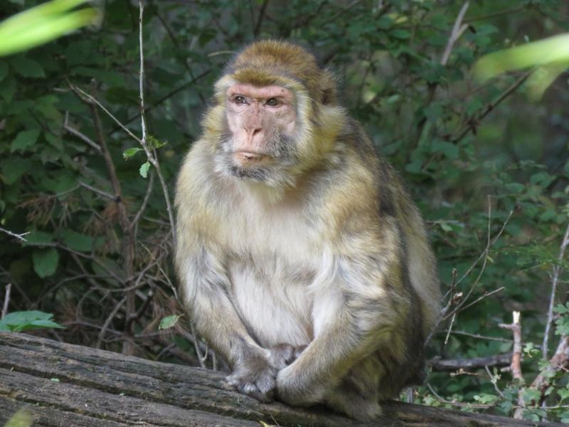In Nordafrika gibt es nach einer Schätzung aus dem Jahr 2013 weniger als 7000 Tiere. Der Bestand geht aufgrund der Zerstörung ihres Lebensraumes und durch das Verhalten des Menschen weiter zurück. Durch verschiedene Affengehege, die als Touristenattraktion geöffnet wurden, wird versucht die Population der Tiere wieder aufzubauen. Im Tiergarten Nürnberg handelt es sich um eine Damen-WG, weshalb sich der Bestand hier nicht vergrößern wird.