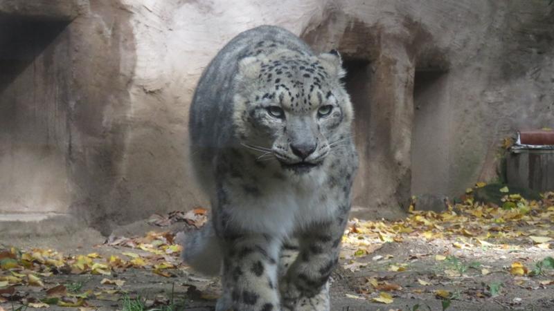 Snow Leopard  Lincoln Park Zoo