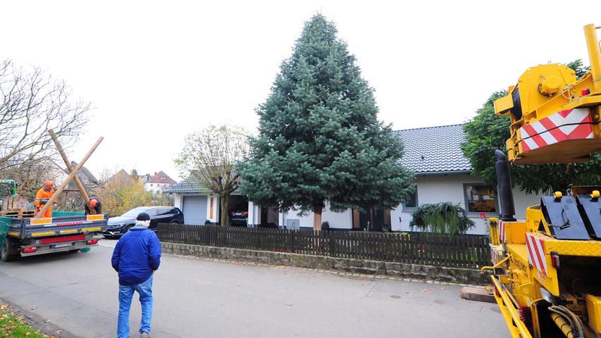 Von Schlaifhausen nach Forchheim: Der Weihnachtsbaum ist da