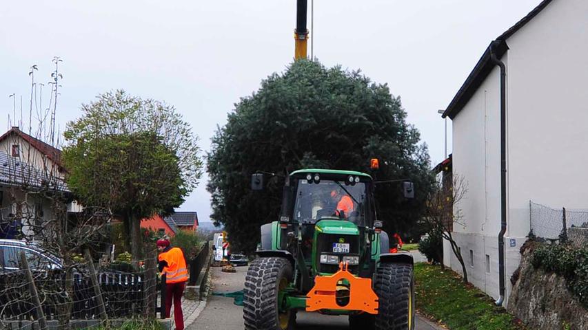 Von Schlaifhausen nach Forchheim: Der Weihnachtsbaum ist da