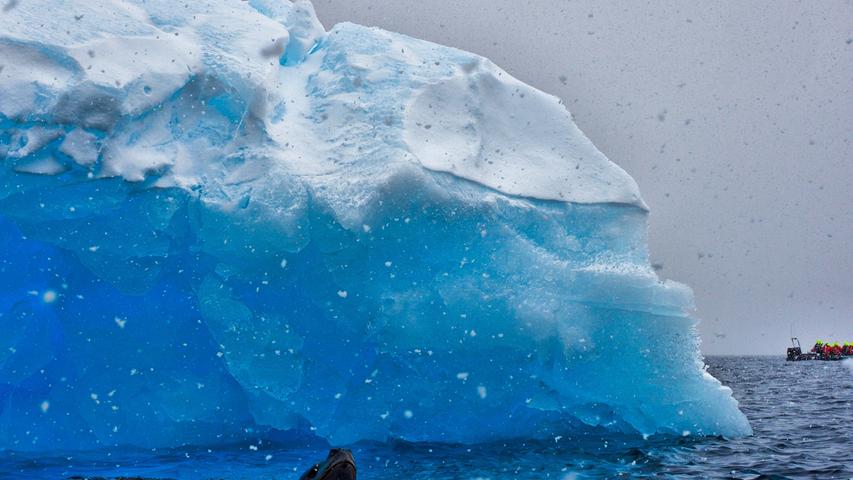 Plötzlich taucht ein Seeleopard auf, der gefährlichste Räuber des Südpolarmeers, der auch an Land geht.