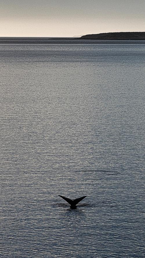 Im Hafen der Bucht vor Puerto Madryn taucht morgens ein Wal vor dem Heck der Midnatsol herum.