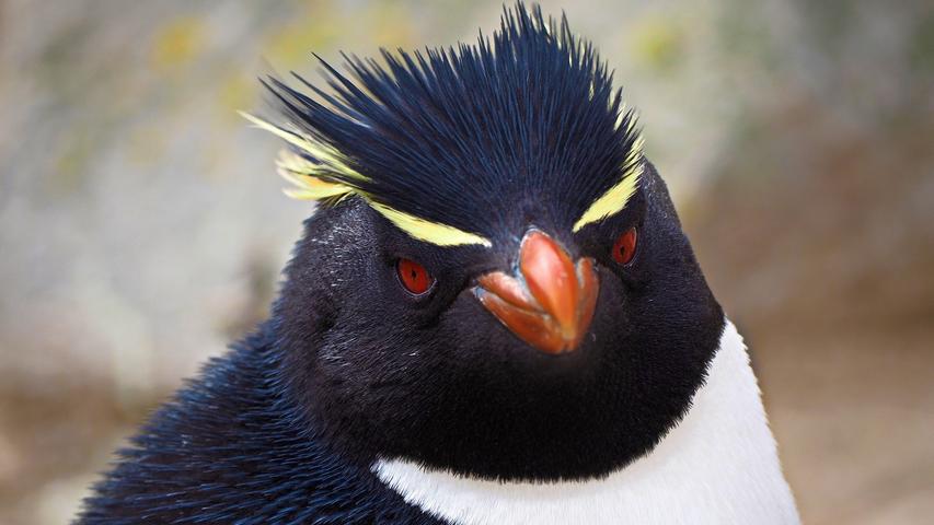 Ein Gentoo-Pinguin.