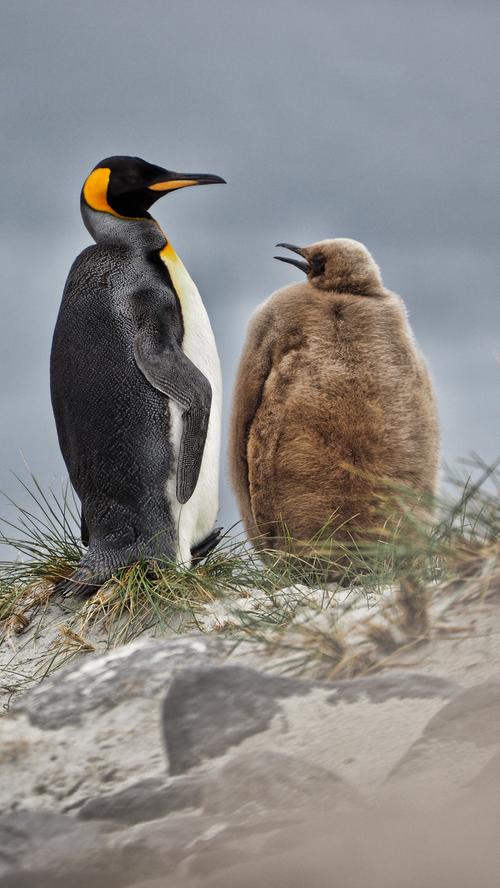 Auf den Falklands gibt es auch mehrere Kolonien, in denen Königspinguine leben. Hier mit einem Küken.