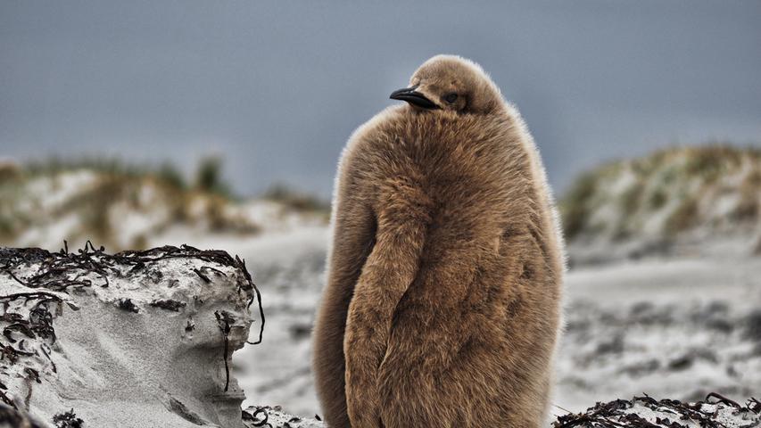 Auf den Falklands gibt es auch mehrere Kolonien, in denen Königspinguine leben. Hier ein Küken.