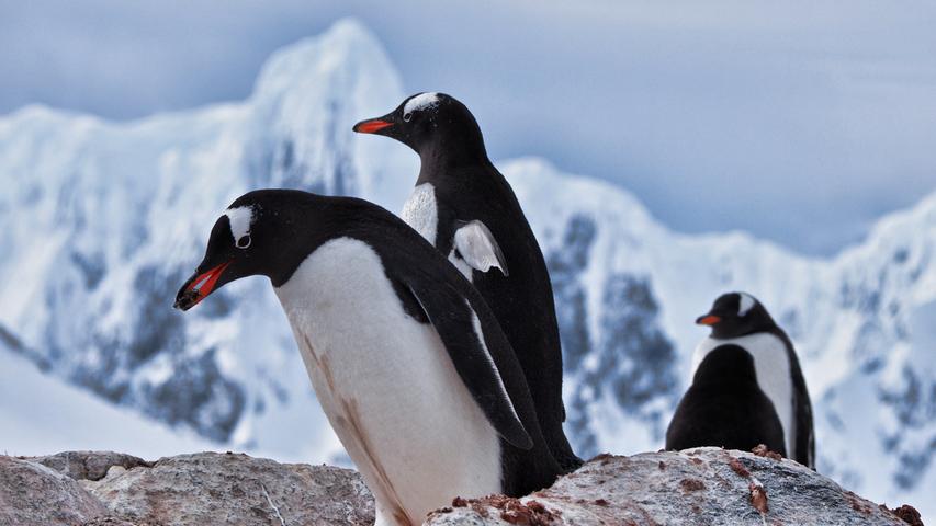 Pinguine in der Antarktis.