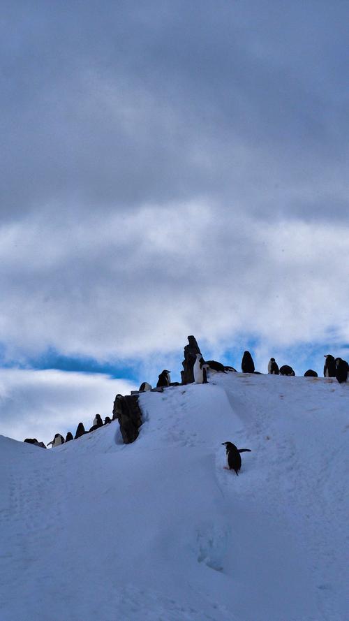Pinguine im Schnee.