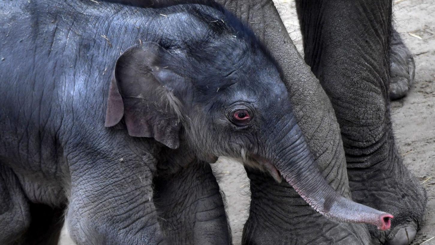 Die Population von Elefanten schrumpft. Daher kritisierten Naturschützer den Beschluss von Trump.