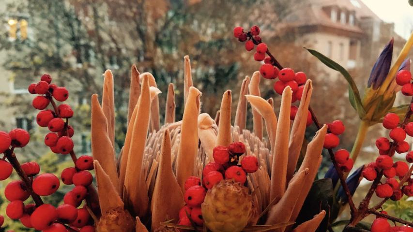 20. November: Trübe Gedanken kann man sich gerade bei dem Wetter so einige machen. Winterblumen fürs Zuhause sind gefragt.