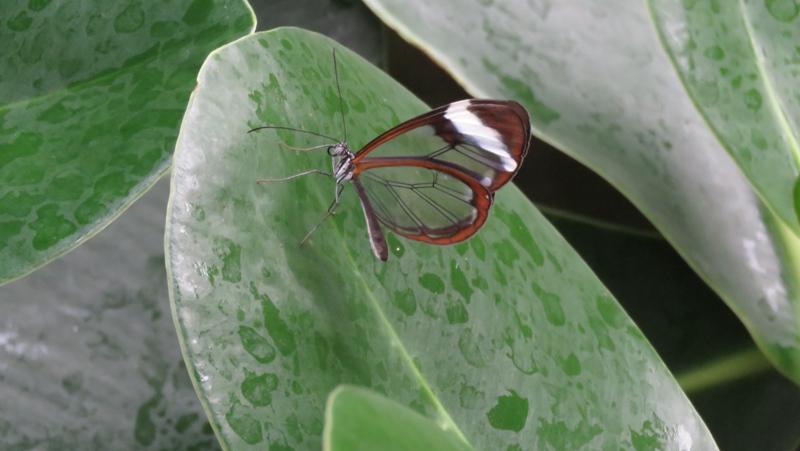 Dieser Glasflügler trägt seinen Namen offensichtlich zurecht. Bis auf die Ränder sind seine Flügel völlig durchsichtig. Hauptsächlich kommt dieser Schmetterling in tropischen und subtropischen Regenwäldern vor.