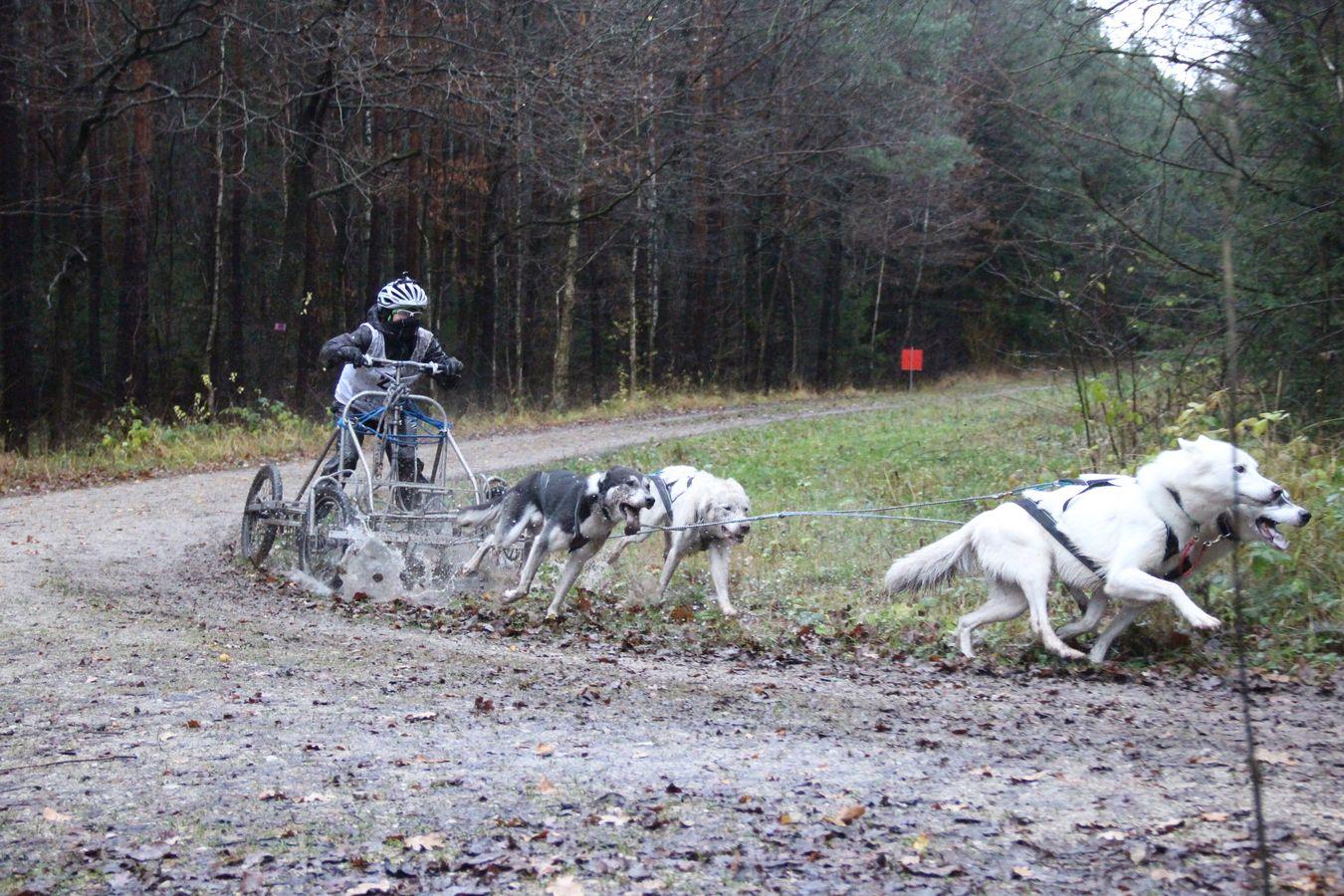 Letten Schönberg Wildschwein Attacke Sauen Verletzen Hund