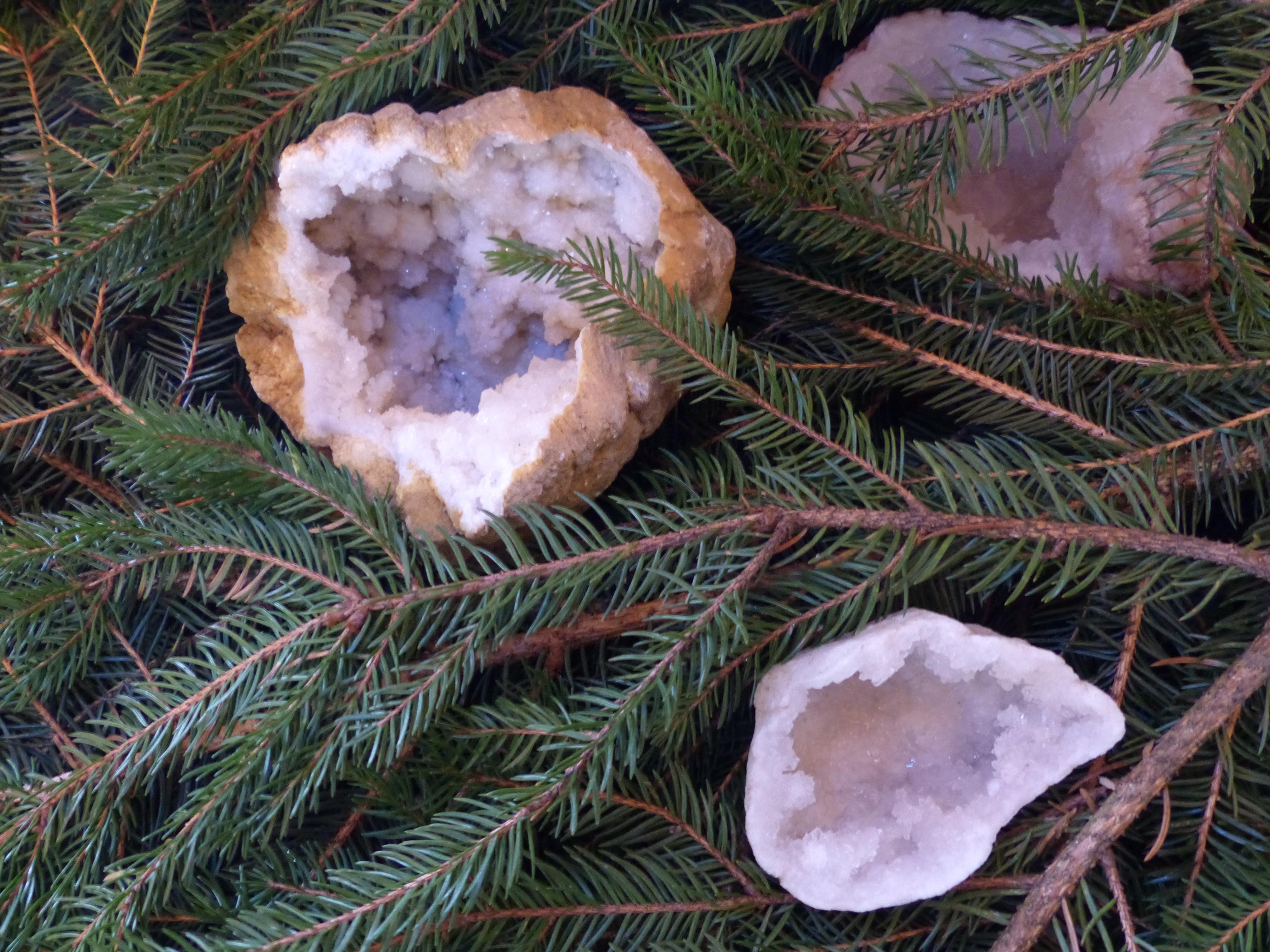 Auch Dinosaurier wollen Weihnachten feiern