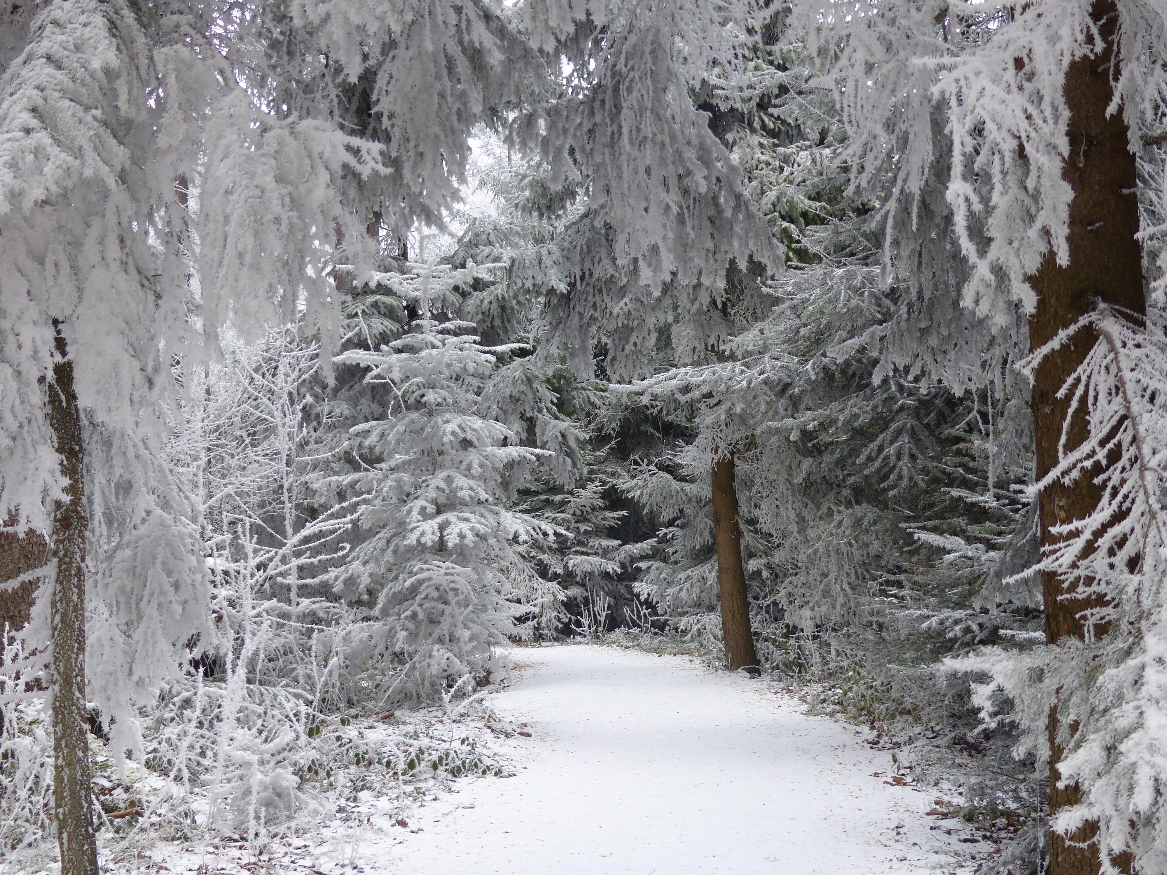 Auch Dinosaurier wollen Weihnachten feiern