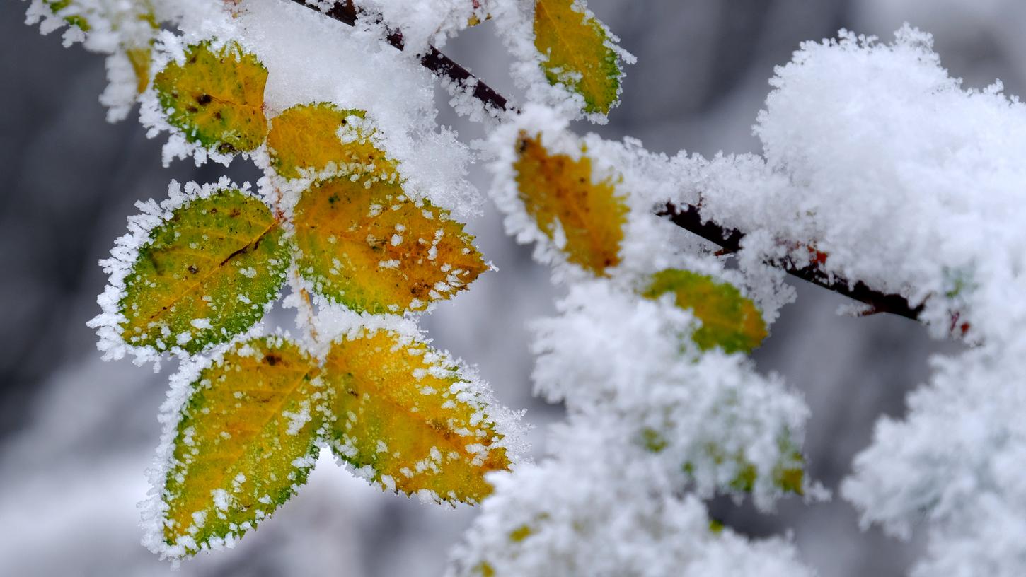 Auf die Landwirtschaft wirken sich fehlende Frosttage oder starke Niederschläge negativ aus: Pflanzen bilden dadurch weniger Blüten.