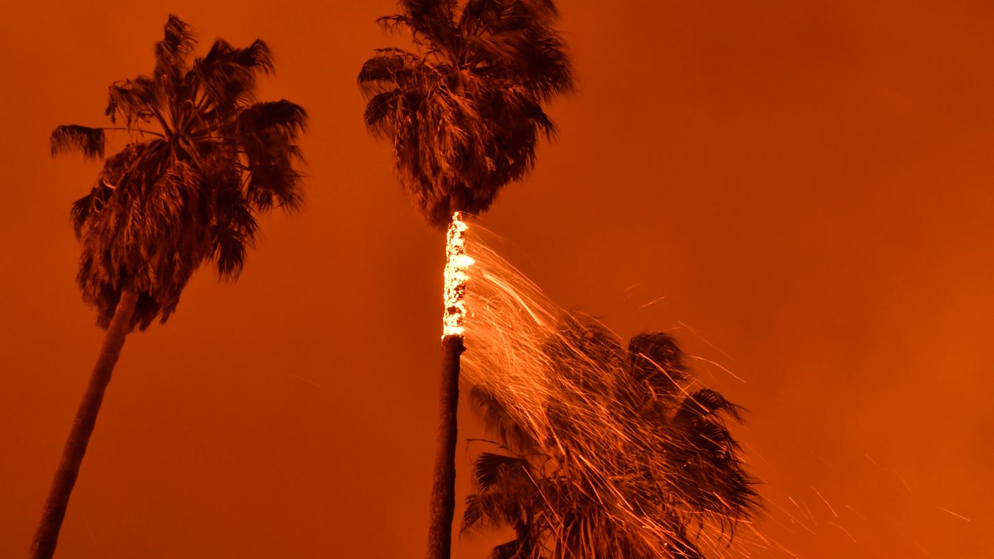 Funken fallen von einer brennenden Palme in Ventura. Das sogenannte "Thomas-Feuer" wurde von heftigem Wind angefacht.