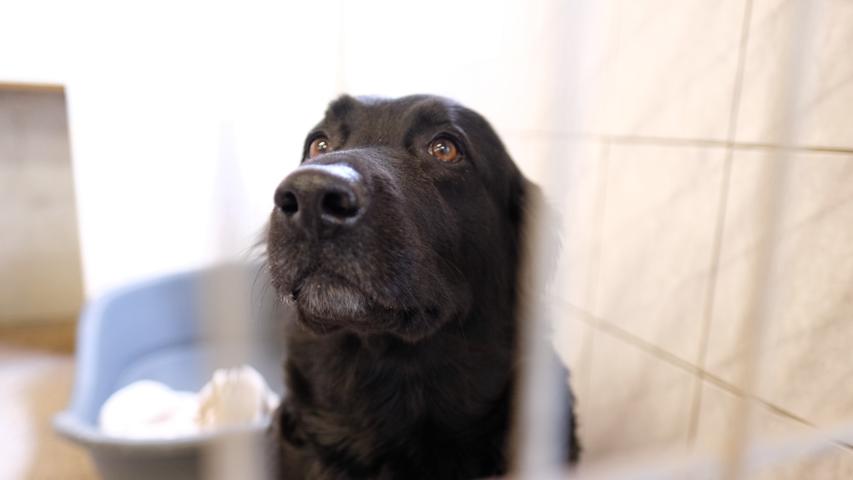 Hund im Gunzenhäuser Tierheim ausgesetzt