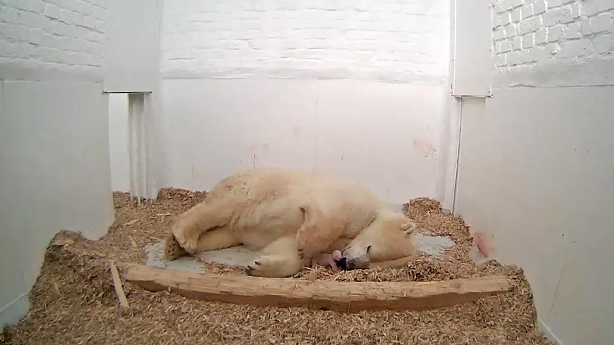 Sensation im Tierpark: Berlin hat ein neues Eisbärenbaby