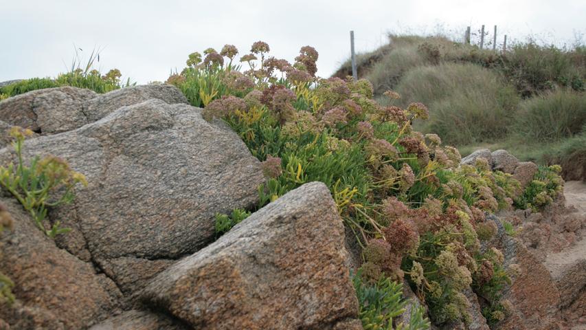 Die Steine bieten Lebensraum für eine außergewöhnliche Flora.