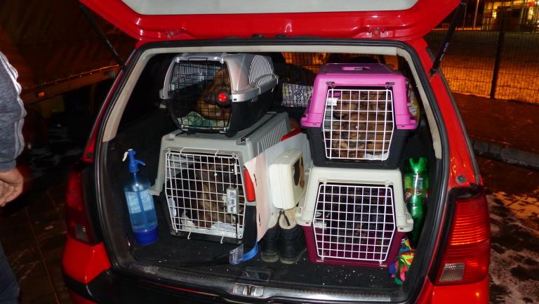 Illegaler Welpentransport: Zehn Hunde in Mini-Kisten gepfercht