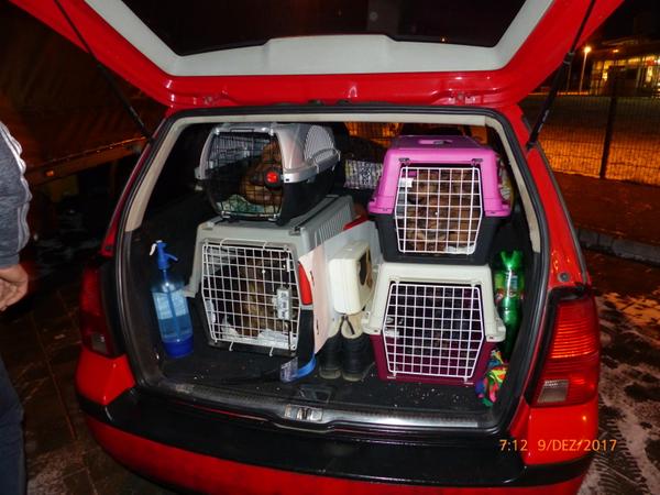 Neun Hundewelpen und ein Rüde waren in vier kleine Kisten gepfercht worden. Neun Hundewelpen und ein Rüde waren in vier kleine Kisten gepfercht worden.
