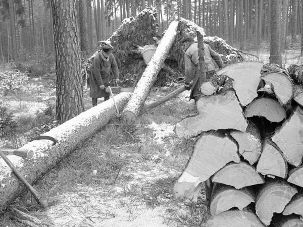 15. Dezember 1967: Im Wald verfault das Fichtenholz