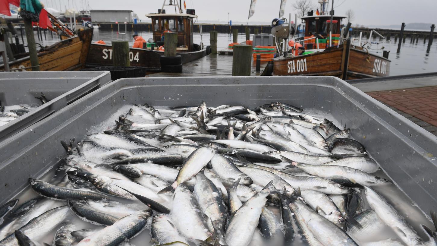 2018 kommt mehr Hering auf den Tisch: Die EU hat die erlaubte Fangquote auf 25 Prozent erhöht. Aal und Scholle hingegen werden geringfügig geschont.