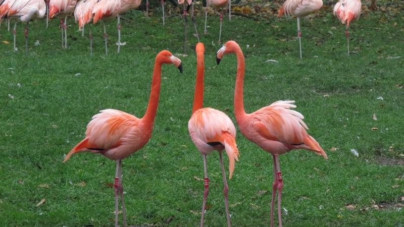Auch Flamingos teilen sich in Cliquen auf. Ganz wie früher auf dem Schulhof, nur deutlich pinker.