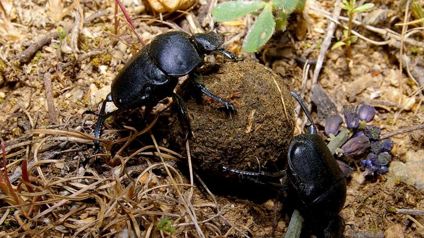 Zoo in Not: Keine Mistkäfer für den Nürnberger Tiergarten