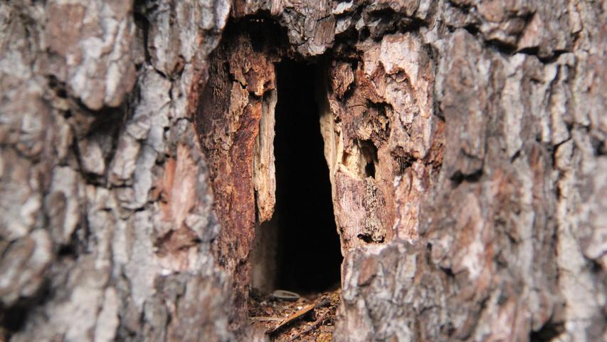 29. Dezember:Was sich wohl im Dunkel dieser Baumhöhle verbirgt? Ein versteckter Liebesbrief, Geldscheine, Insekten oder ein Tier beim Winterschlaf? Der Baum wächst auf jeden Fall trotz seines löchrigen Inneren ungerührt vor sich hin.