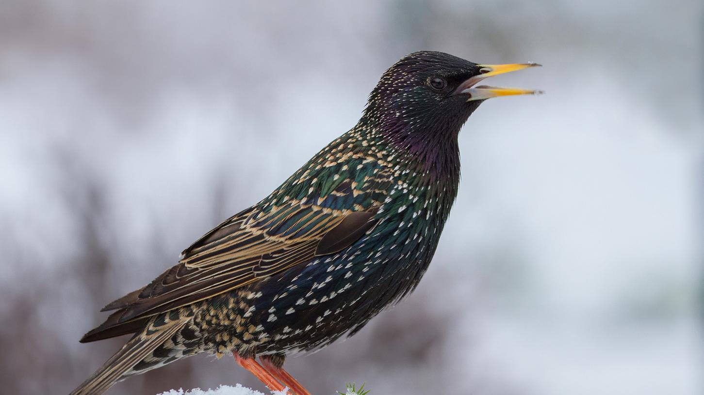 Bei der Zählung der Wintervögel interessiert den LBV vor allem das Vorkommen des Stars, der normalerweise in südlicheren Gefilden überwintert. Foto: Andreas Giessler/LBV