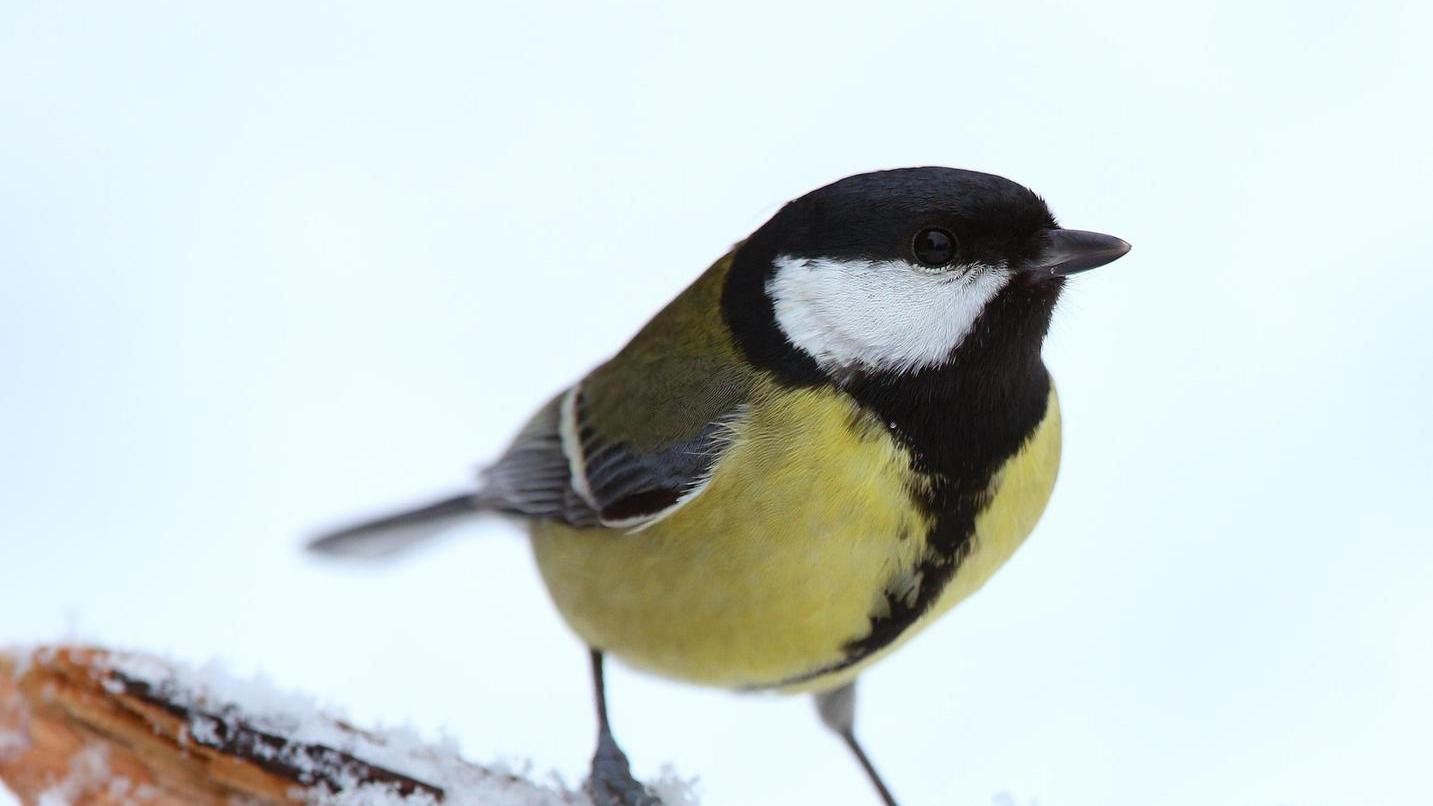 Auch wenn es der Kohlmeise nach Schätzungen des Landesbunds für Vogelschutz momentan gut geht: Der Zustand der Wintervögel ist im Raum Nürnberg teilweise alarmierend.