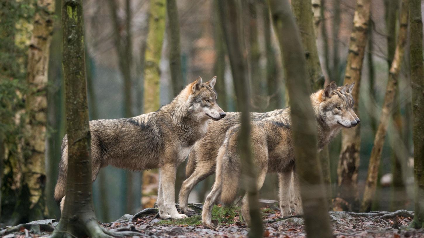 Wenn es nach der Staatsregierung geht, haben es Wölfe auf den Flächen bayerischer Almbauern in Zukunft sehr schwer.