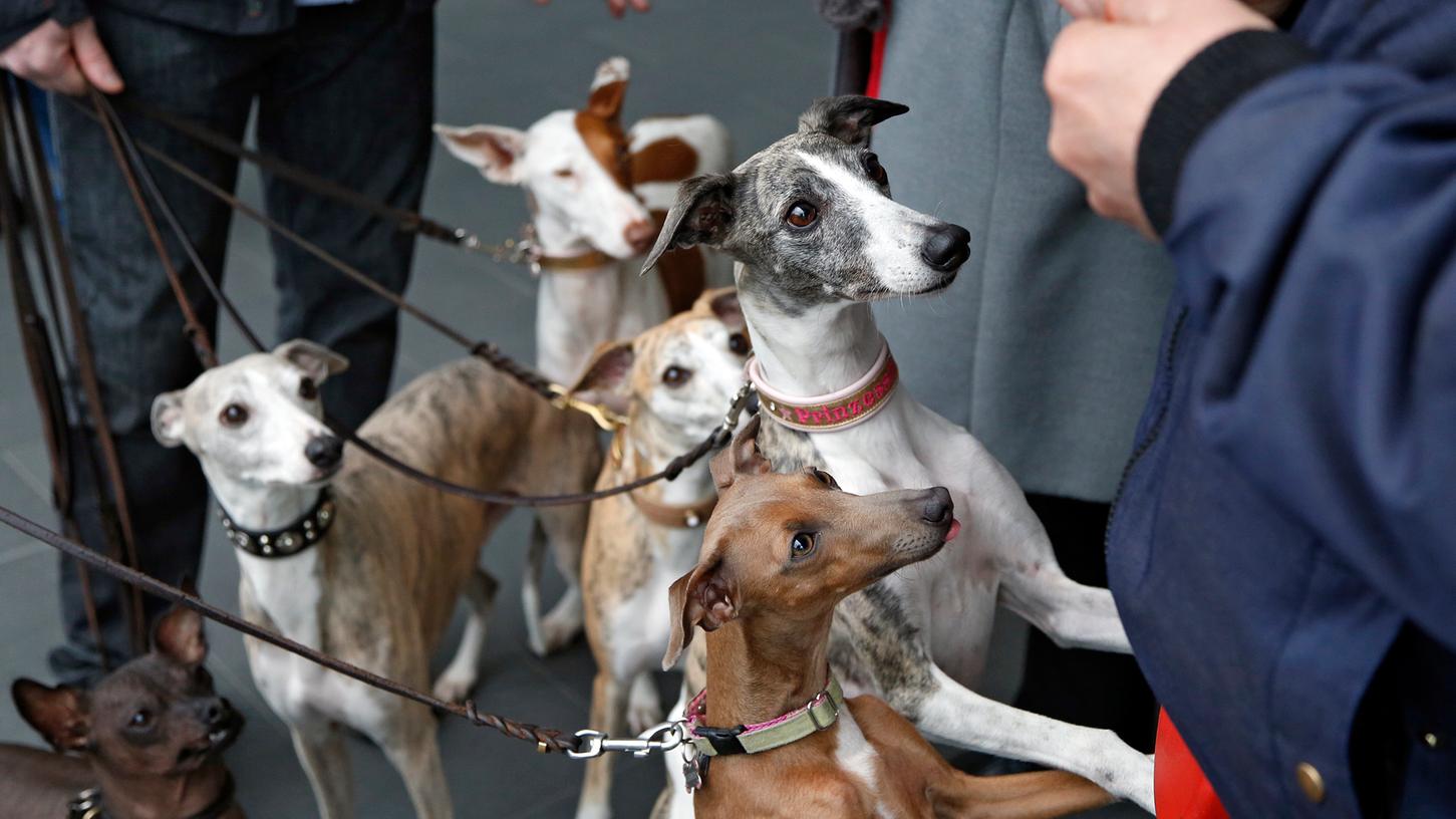 Die Veranstalter des Hunde-Wettbewerbs "Cacib" erwarten in diesem Jahr bis zu 18.000 Besucher in Nürnberg.