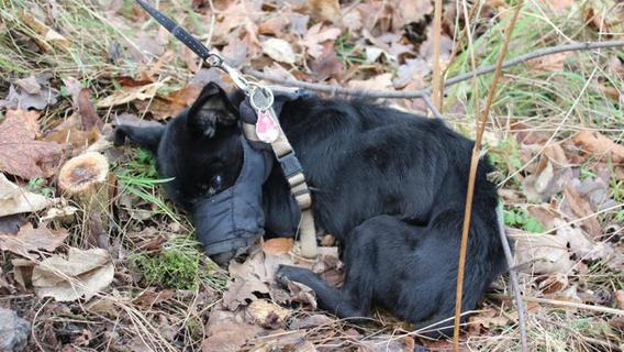 Maul zugeklebt Ausgesetzter Hund stirbt 50 Meter vor Tierheim