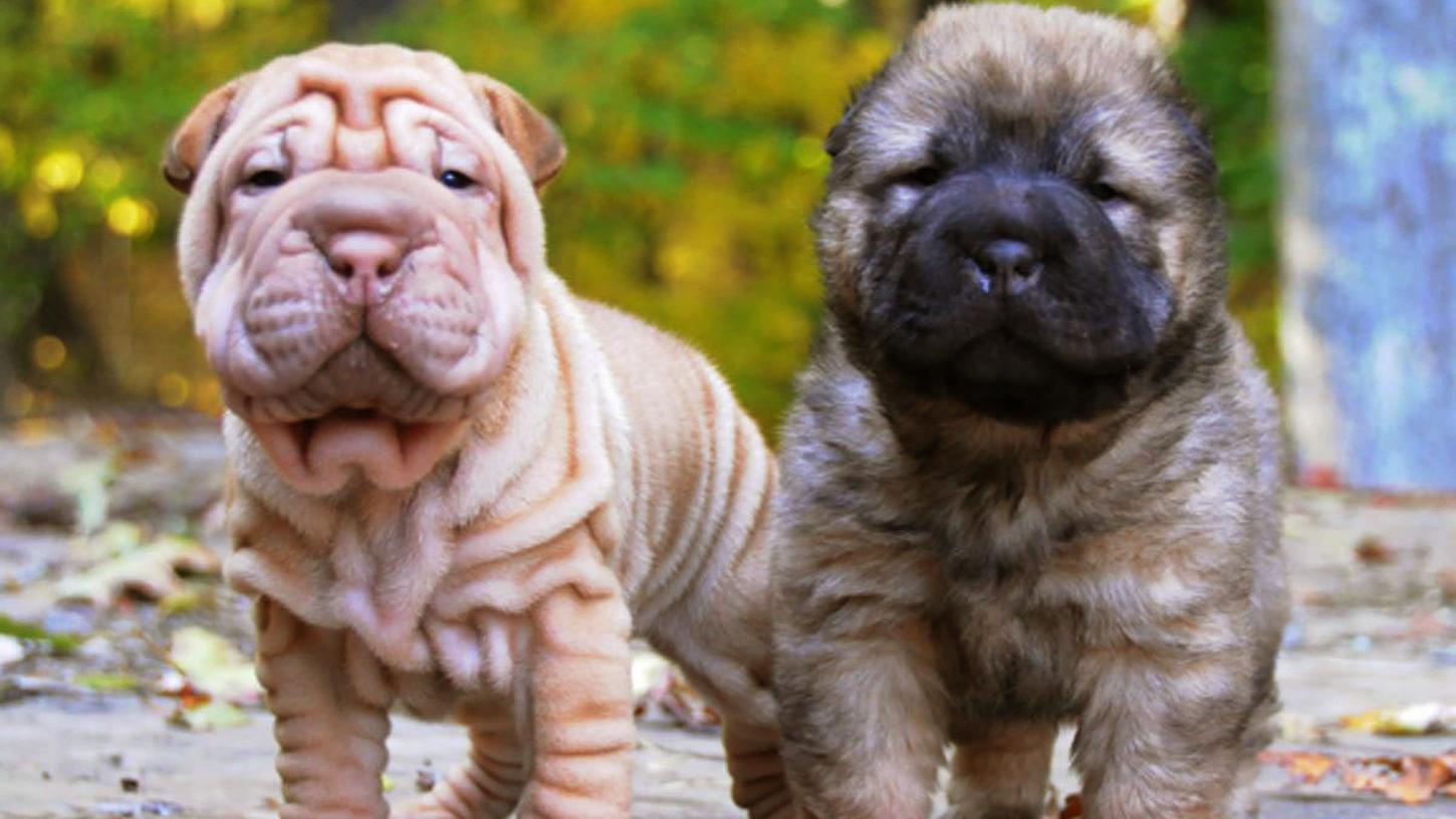 Chinesische Faltenhunde werden mit besonders vielen Hautfalten gezüchtet. Da kaum Luft an die Haut gelangt, infiziert und entzündet sie sich schlimmstenfalls. Chinesische Faltenhunde werden mit besonders vielen Hautfalten gezüchtet. Da kaum Luft an die Haut gelangt, infiziert und entzündet sie sich schlimmstenfalls.