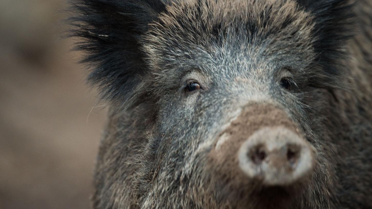 Die Schweinepest könnte sich in Deutschland vor allem über Wildschweine weiterverbreiten.