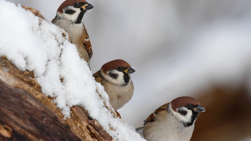 Auch in den Wintermonaten fühlen sich manche Vogelarten bei uns wohl.