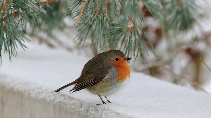 Auch in den Wintermonaten fühlen sich manche Vogelarten bei uns wohl.