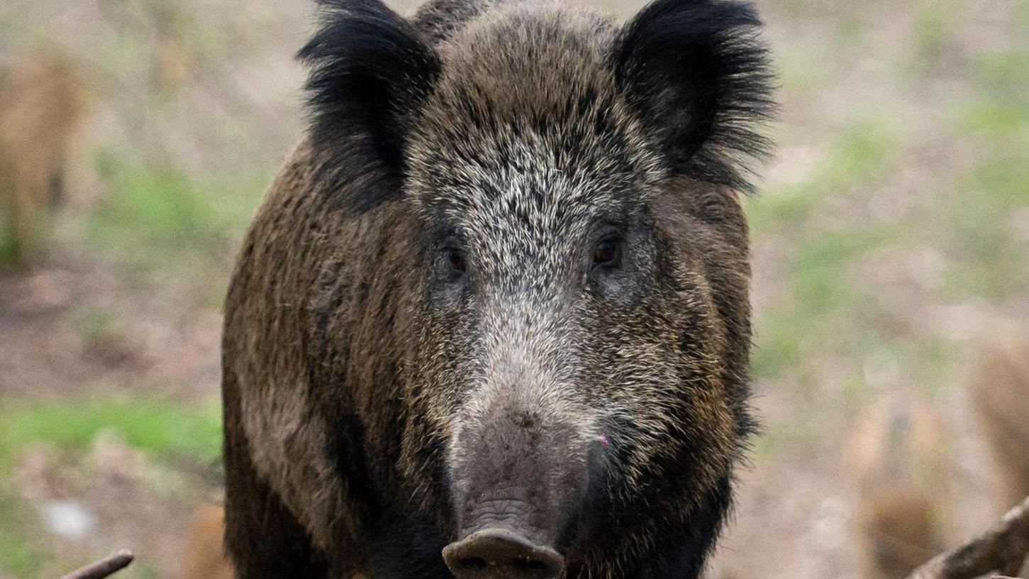 Die Schweinepest macht auch den Landwirten und Jägern des Landkreises Sorgen.