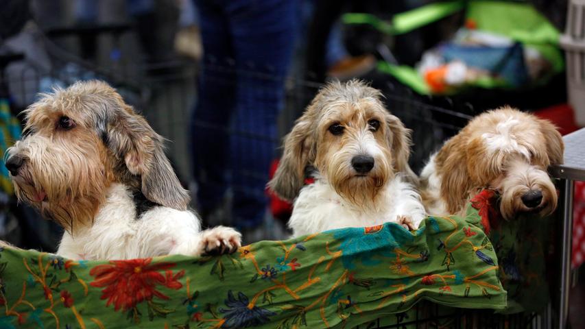Springen, rennen, streicheln: Die Cacib-Hundemesse in Nürnberg