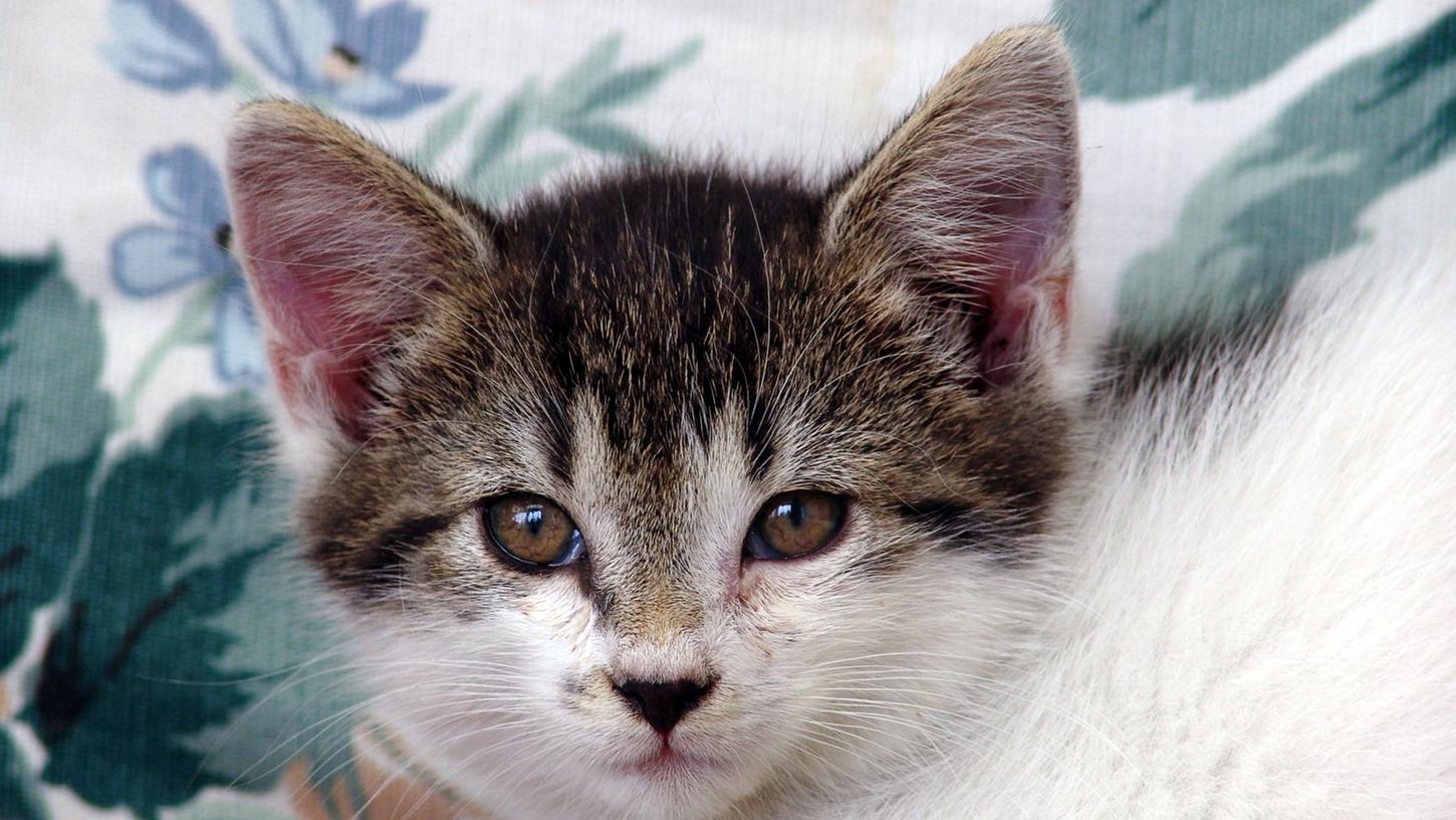 Weil sie zwei Katzen mit einem Schnürsenkel stranguliert hat, wurde eine 20-Jährige zu einer Jugendstrafe auf Bewährung verurteilt. (Symbolbild)