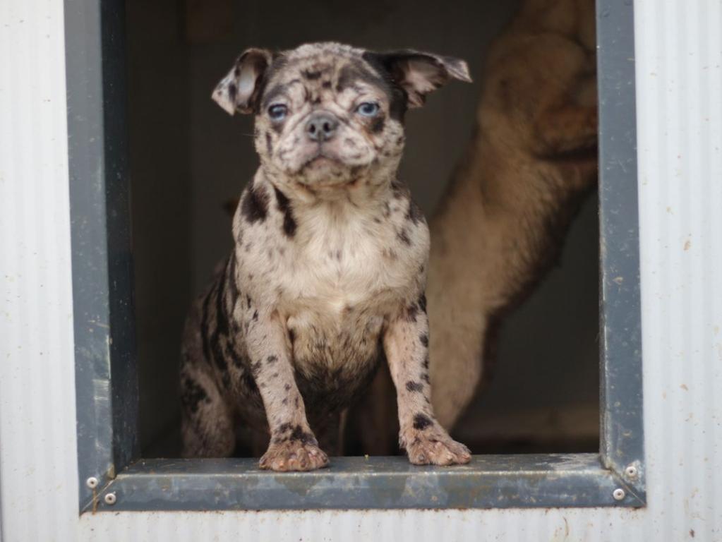 illegale zucht 36 mopse in ansbach beschlagnahmt ansbach nordbayern de