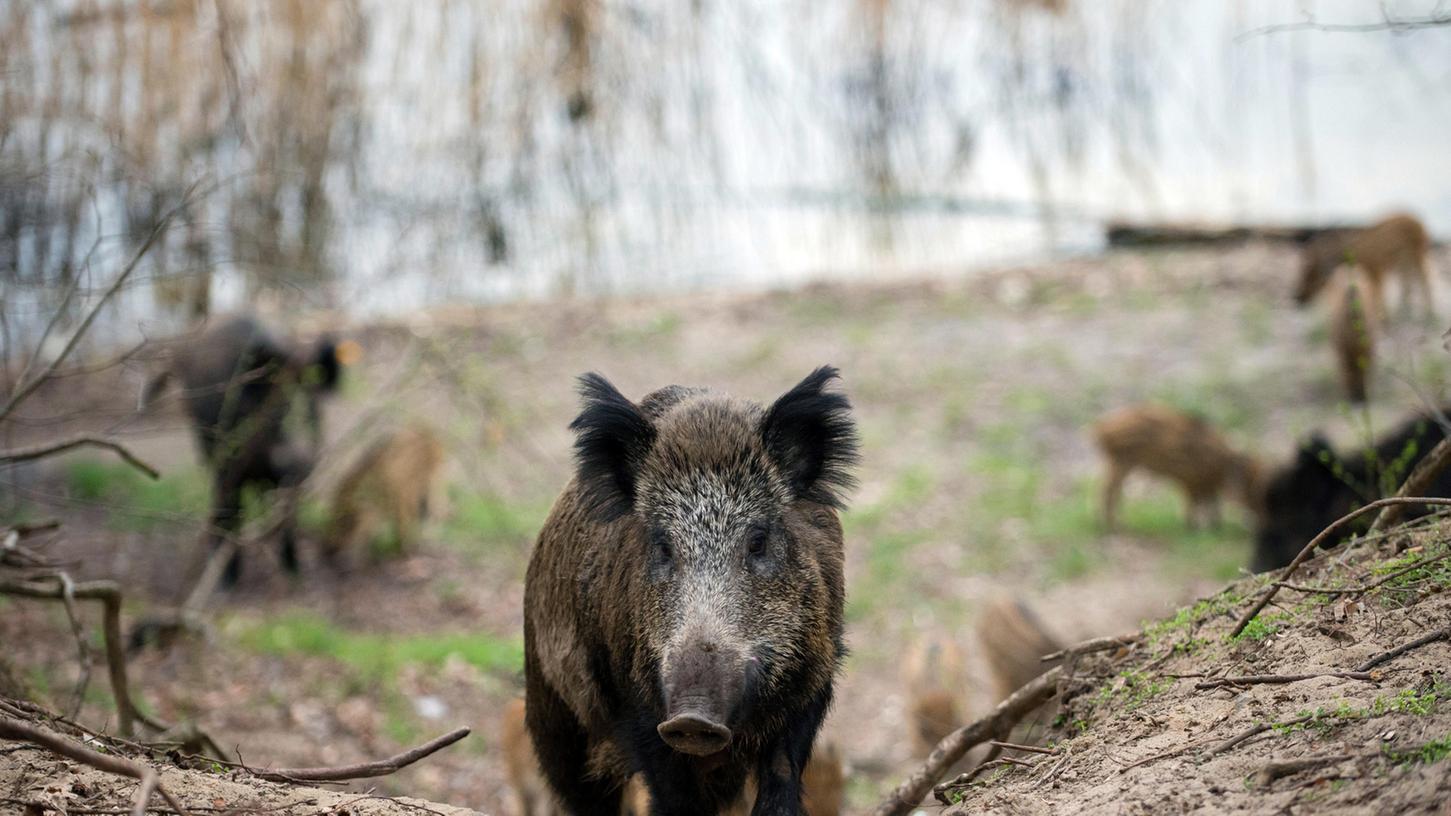 Durch konsequenten Abschuss von Wildschweinen soll die Afrikanische Schweinepest in Schach gehalten werden.
