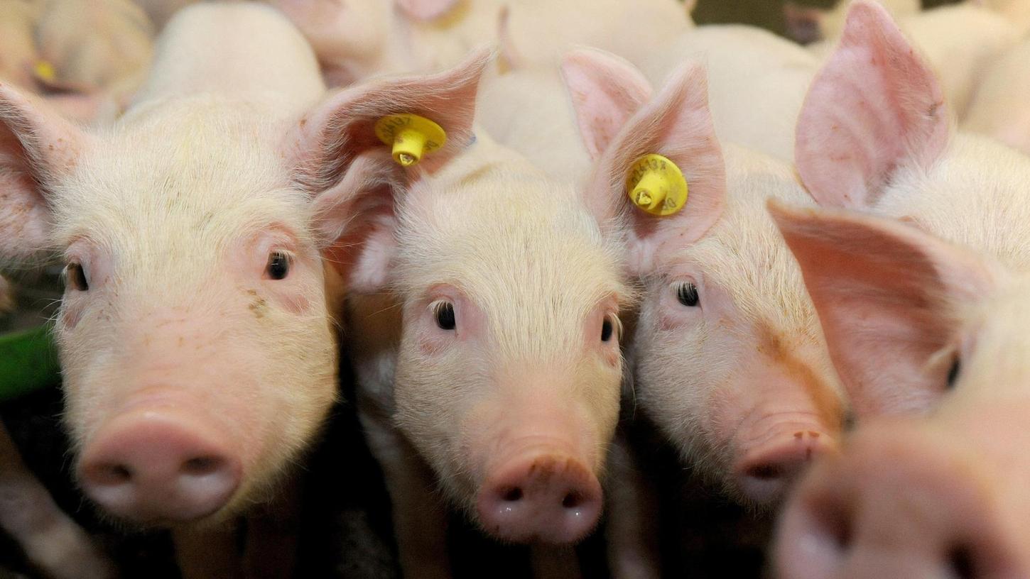 Die Wahrscheinlichkeit, dass Wildschweine selbst die Pest auf Hausschweine übertragen, ist gering. Die Gefahr für eine Infektion findet sich an anderer Stelle.