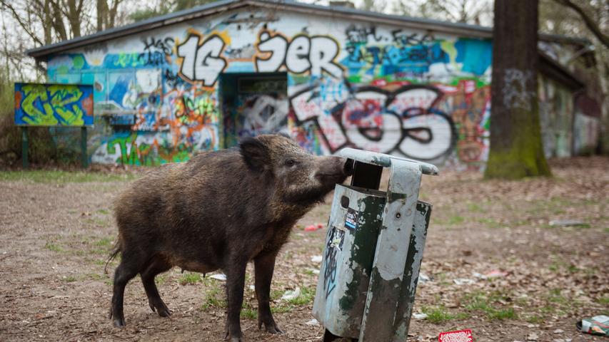 So gefährlich ist die Schweinepest: Die wichtigsten Fakten